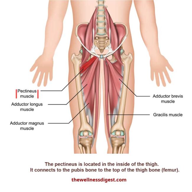 Pectineus Muscle Groin and Pelvic Pain The Wellness Digest