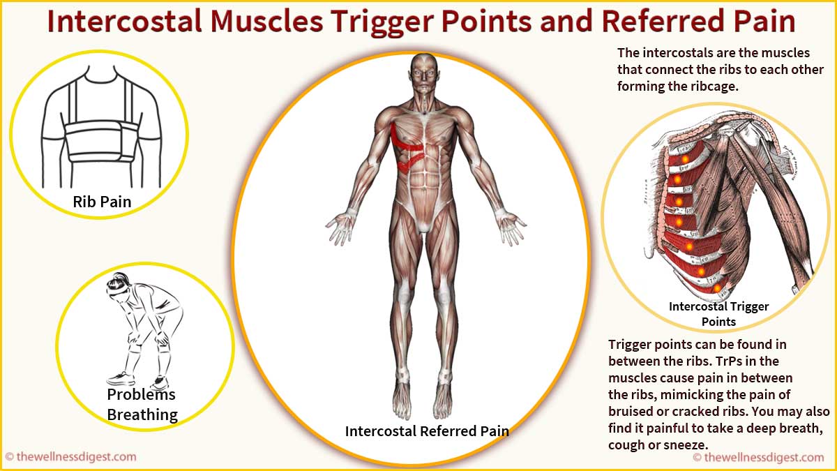 Intercostal Muscles Rib Pain Breathing Difficulty The Wellness Digest Intercostal Muscles Rib Pain Breathing Difficulty The Wellness Digest