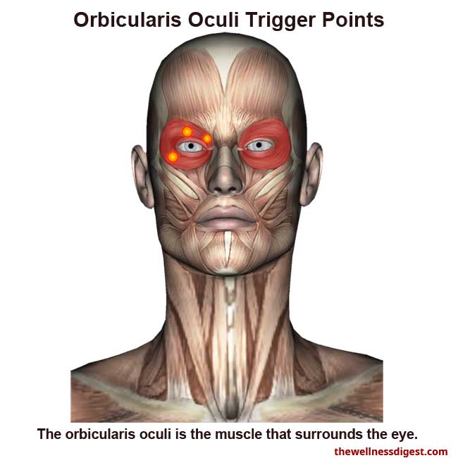 orbicularis oculi muscle