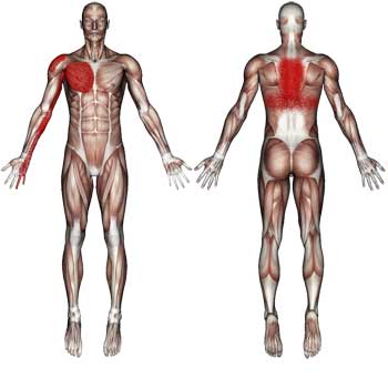Pectoralis Major