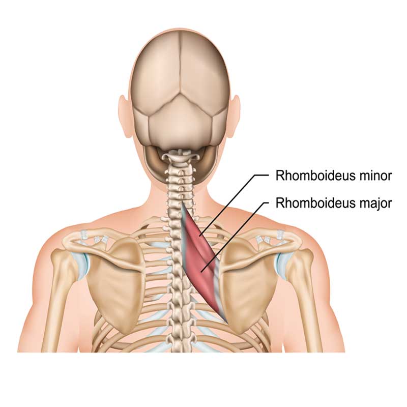 Rhomboid Anatomy