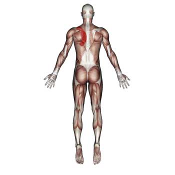Read more about the article Rhomboid Major and Rhomboid Minor Muscles: Trigger Point Pain