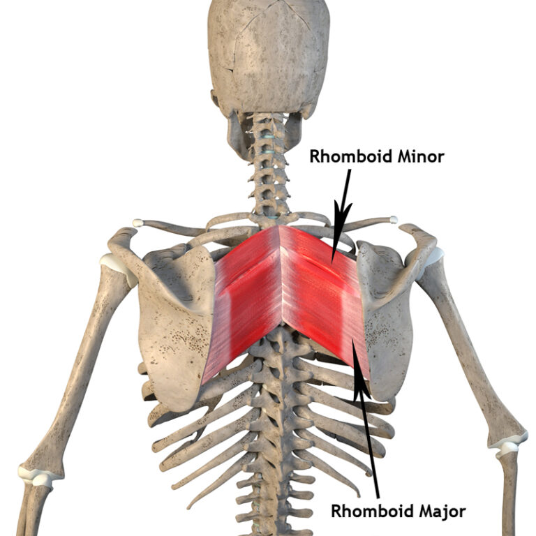 Rhomboid Major and Rhomboid Minor Origin, Insertion, Action The