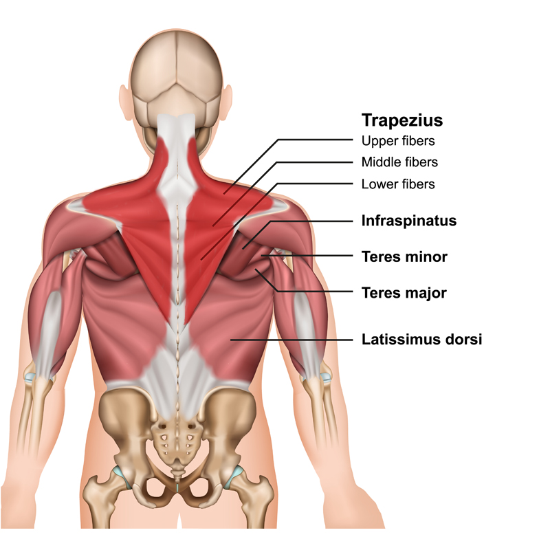 Trapezius Muscle Anatomy