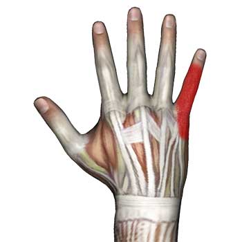 Read more about the article Abductor Digiti Minimi Hand Muscle: Hand Finger Pain