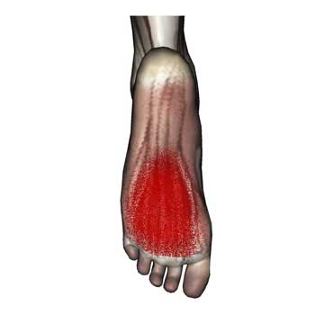 Read more about the article Adductor Hallucis Muscle: Foot Pain