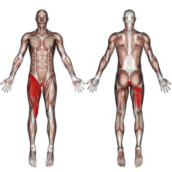 Read more about the article Adductor Magnus Pain: Groin, Pelvic and Thigh Pain