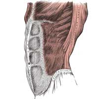 Abdominal and Low Back