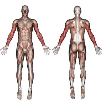 Arm Muscles