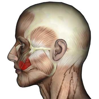 Read more about the article Buccinator Muscle: Cheek, Mouth Teeth Pain
