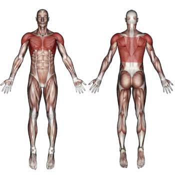 Chest Shoulder Upper Back Muscles