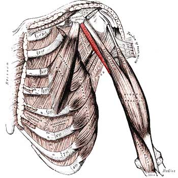 Read more about the article Coracobrachialis Anatomy: Origin, Insertion, Action