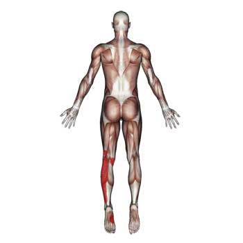 Read more about the article Gastrocnemius Muscle: Knee, Low Leg, Ankle, Arch Pain