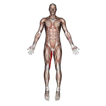 Read more about the article Gracilis Muscle: Constant Burning Pain Inside Of The Thigh