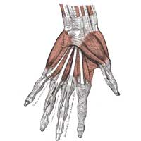 Hand Anatomy