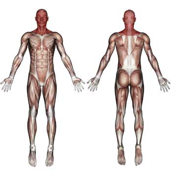 Head and Neck Muscles
