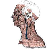 Head and Neck