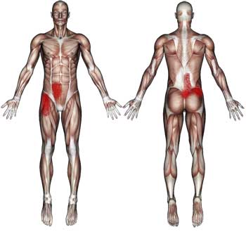 Read more about the article Iliopsoas Muscles: Low Back, Abdomen, Groin, Pelvic, Upper Leg Pain
