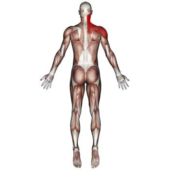 Chest Shoulder Upper Back Muscles - The Wellness Digest