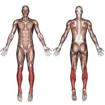 Lower Leg Muscles