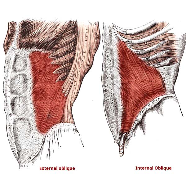 External Oblique Muscle