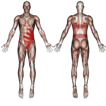 The Oblique Muscles
