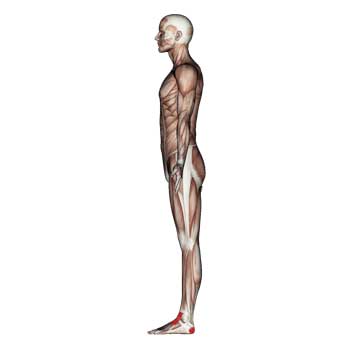 Read more about the article Peroneus Tertius Muscle: Low Leg, Ankle, Heel Pain
