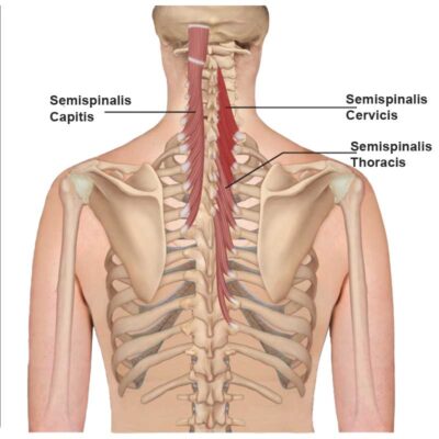 Semispinalis Cervicis Muscle: Head and Neck Pain - The Wellness Digest