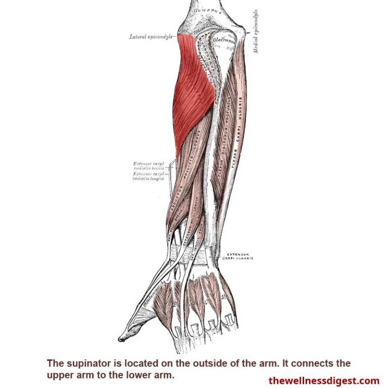 Supinator Muscle: Elbow and Thumb Pain - The Wellness Digest