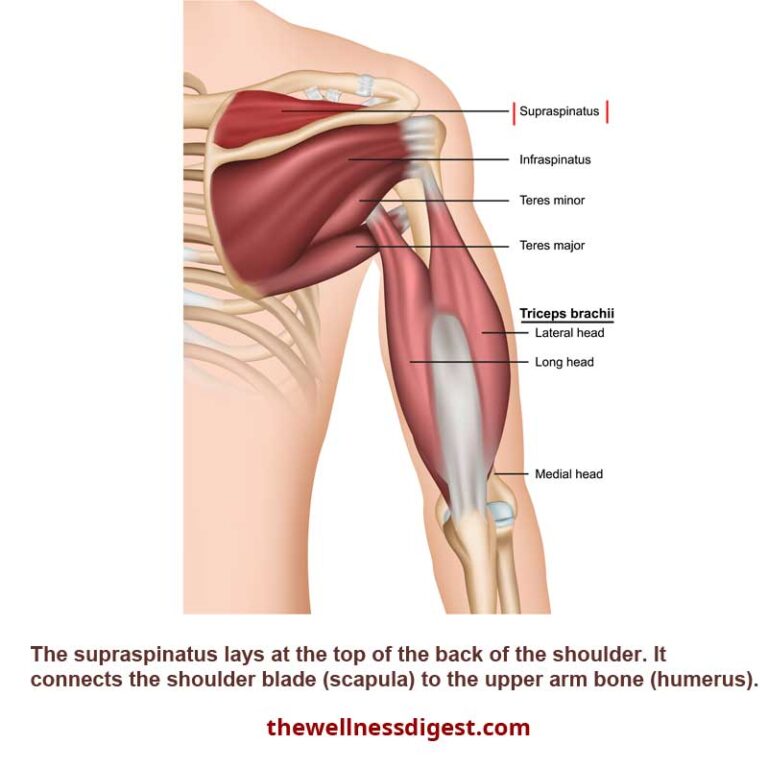 Supraspinatus Muscle: Shoulder, Arm, Pain, Frozen Shoulder Rotator Cuff