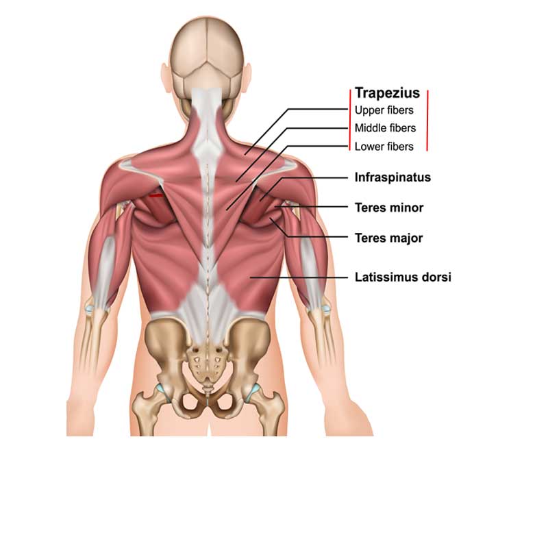 Trapezius Muscle Origin And Insertion Trapezius Muscle Origin And Insertion
