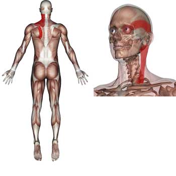 Read more about the article Trapezius Muscle: Stiff Neck, Headache, Eye, Jaw, Pain