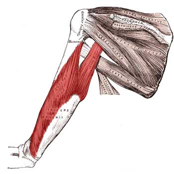 Read more about the article Triceps Brachii Anatomy: Origin, Insertion, Action