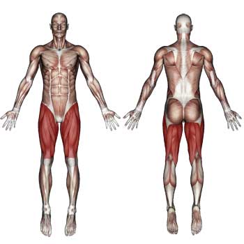 Upper Leg Muscles