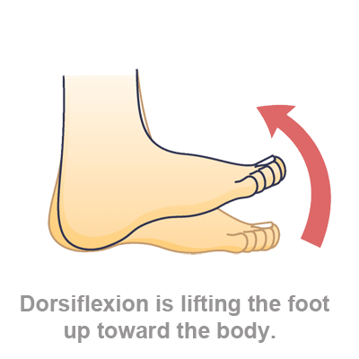 dorsiflexion