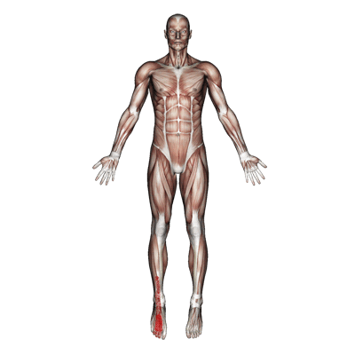 extensor-digitorum-longus-pain-fea