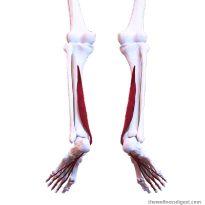 Flexor Digitorum Longus Muscle Anatomy: Origin, Insertion, Action – The ...