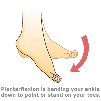 plantarflexion1 plantarflexion1