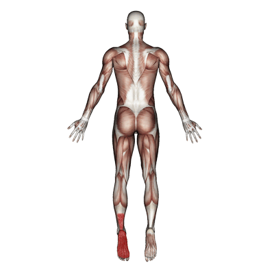 tibialis-posterior-pain