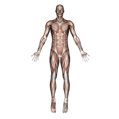 twd-extensor-hallucis-longus-pain-fea