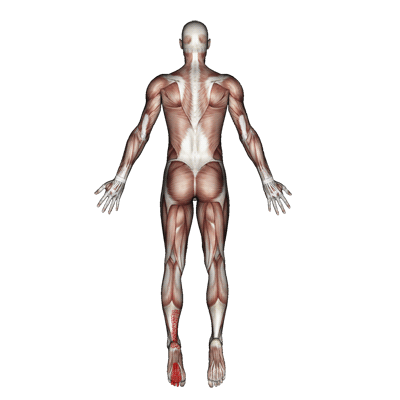 twd-flexor-digitorum-longus-pain-fea