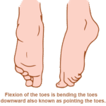 Flexor Digitorum Longus Muscle Pain - The Wellness Digest