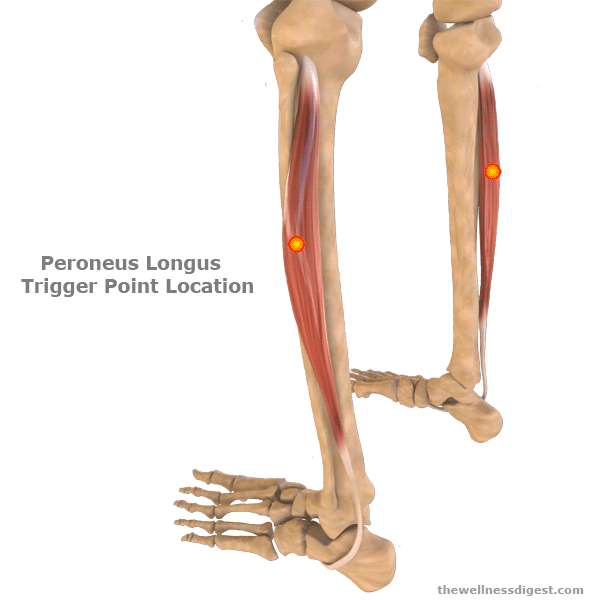 twd_peroneus_longus_muscle-trp twd_peroneus_longus_muscle-trp