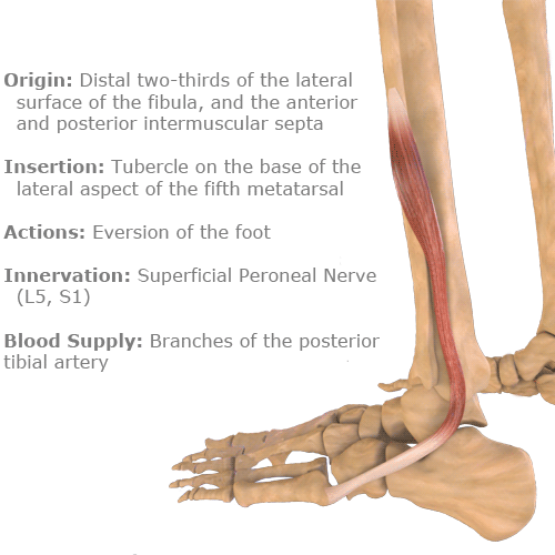 twd_peronus_brevis-anatomy-pain1 twd_peronus_brevis-anatomy-pain1