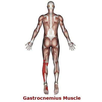twdr-gastrocnemius-pain-400a-link