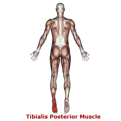 twdr-tibialis-posterior-400a-link