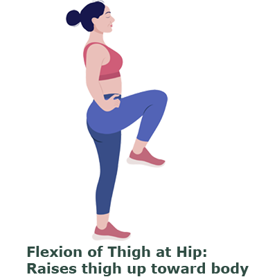 flexion-hip flexion-hip