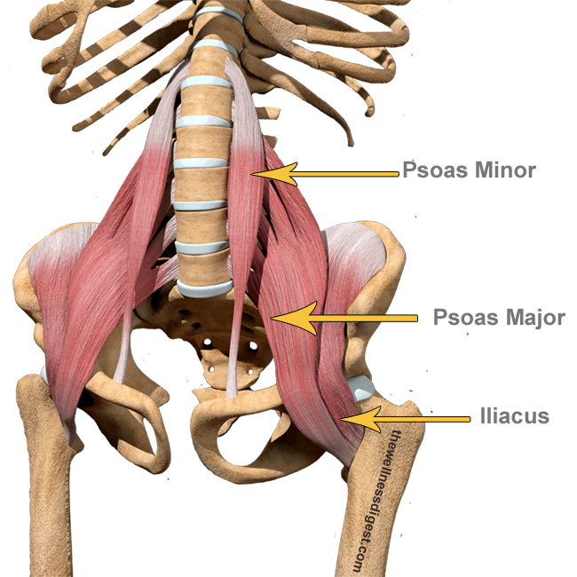 Iliopsoas Muscles Abdominal Groin Low Back Pain The Wellness Digest Iliopsoas Muscles Abdominal Groin Low Back Pain The Wellness Digest
