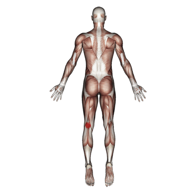 twd-popliteus-pain-fea