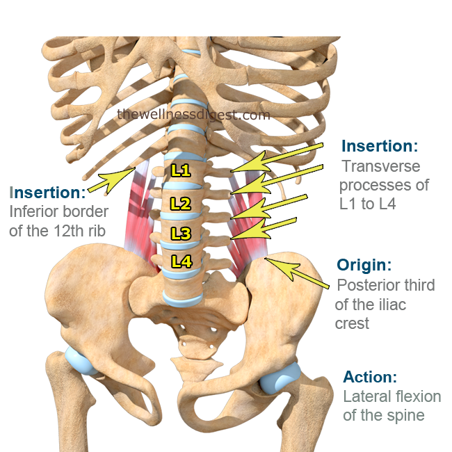 Quadratus Lumborum muscle location diagram